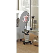 Dekorativ orkidé i ett vardagsrum på växtrullar.