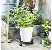 Växt i kruka på växtrullbräda utomhus