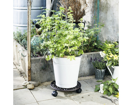 Växt i kruka på växtrullbräda utomhus