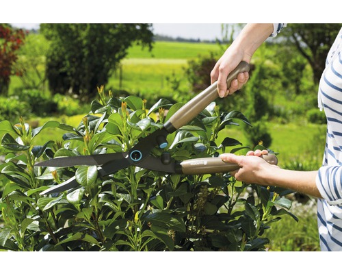 Trädgårdssax som klipper en häck i trädgården