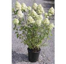 Syrenhortensia i kruka med vita blomställningar och gröna blad