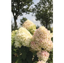Trädgård med vipphortensia
