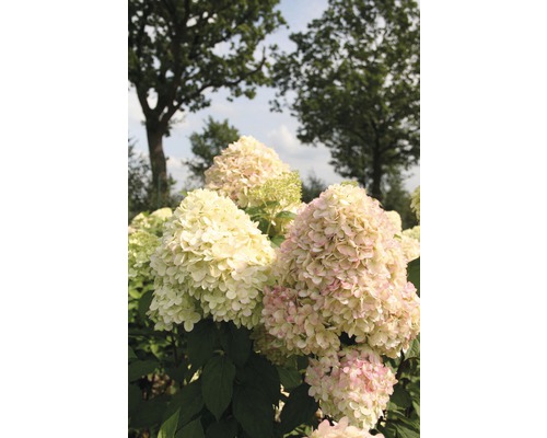 Trädgård med vipphortensia