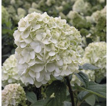 Närbild av en klotformad hortensia i trädgården.
