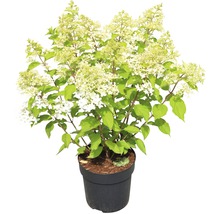 Syrenhortensia i kruka med vita blommor