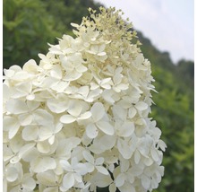Syrenhortensia med vita blommor