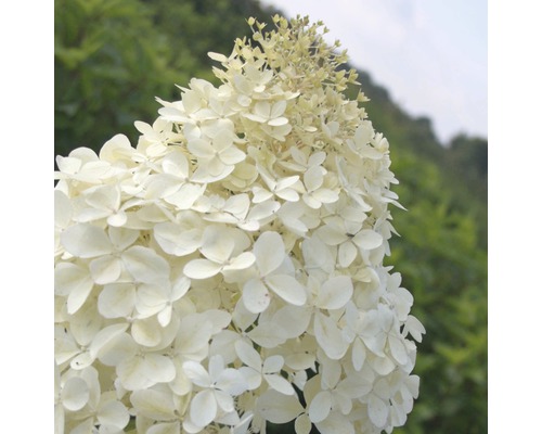 Syrenhortensia med vita blommor