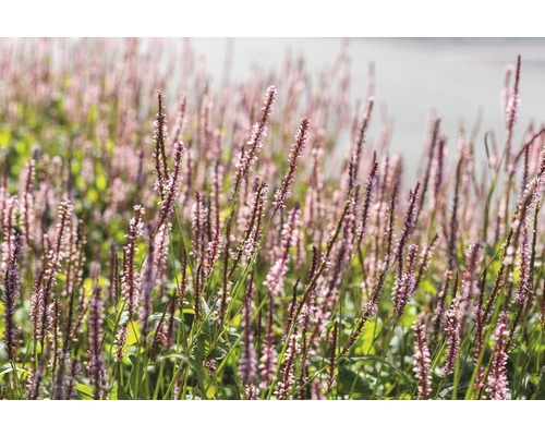 Blodormrot FLORASELF Bistorta amplexicaulis 'Rosea' (tidigare Persicaria ampl. 'Rosea') 5-40cm co 0,5L