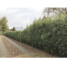Bambuhäck i trädgården som insynsskydd