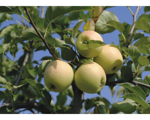 Vinteräpple FLORASELF Bio Malus domestica 'Golden Delicious' stamhöjd ca 60cm totalhöjd 130-150cm Co 7,5L buske