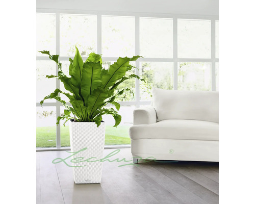 Inomhusväxt i en vit, fyrkantig planteringslåda med rottingmönster framför ett fönster