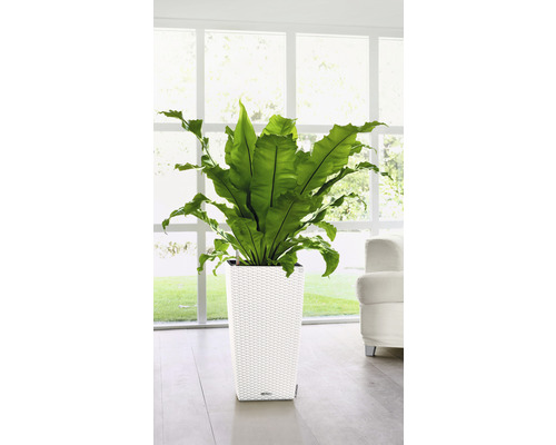 Fågelboormbunke i en vit blomkruka