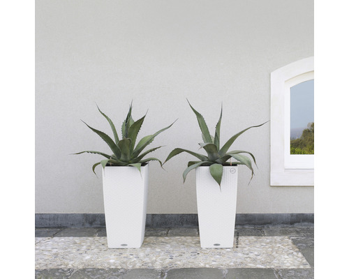 Två agaveväxter i vita, höga planteringskärl framför en vägg och ett fönster.