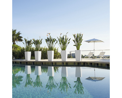 Rad med planteringskärl med växter vid poolen