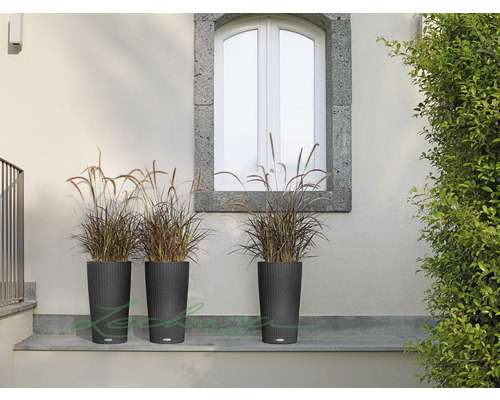 Tre höga, mörka planteringskärl med prydnadsgräs framför en vägg och ett fönster.