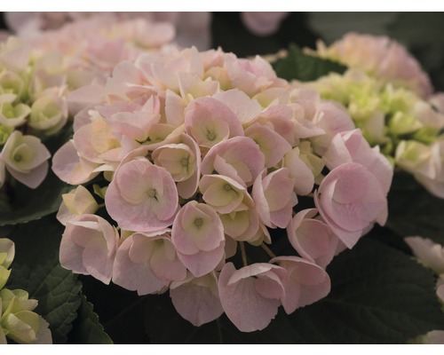 Närbild av en rosa hortensiablomma