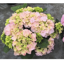 Rosa bondhortensia med gröna detaljer