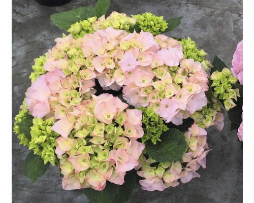 Rosa bondhortensia med gröna detaljer