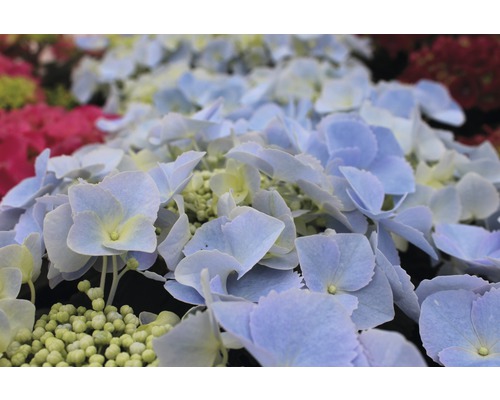 Hortensia Hydrangea macrophylla 30-40cm Co 5L sorterad Hortensia Hydrangea macrophylla 30-40cm Co 5L sorterad
