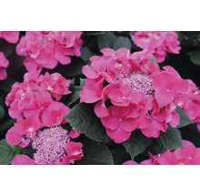 Närbild av rosa hortensiablommor