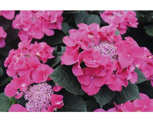 Närbild av rosa hortensiablommor