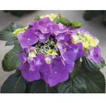 Närbild av en lila hortensia med gröna blad