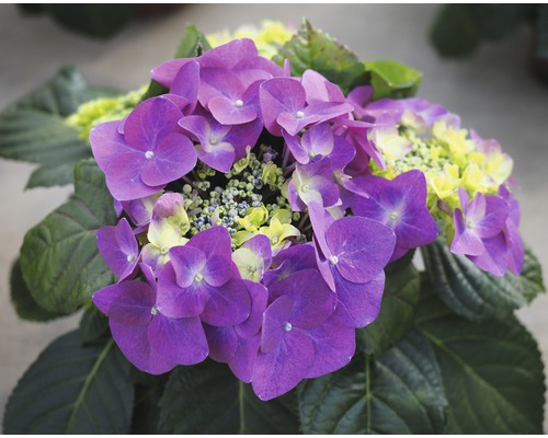 Närbild av en lila hortensia med gröna blad