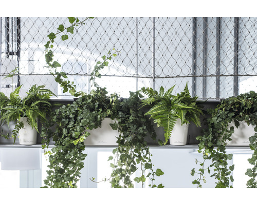 Olika växter i vita blomkrukor på en hylla framför ett trådnät