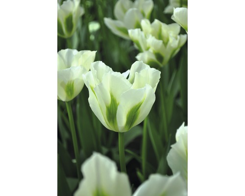 Närbild av tulpaner med vitgröna blommor
