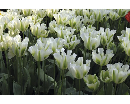 Närbild av vita och gröna tulpaner i trädgården