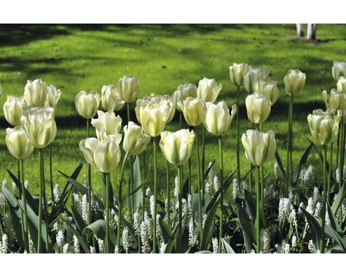 Fält med tulpaner och hyacinter