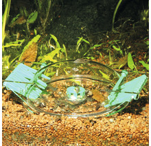 Akvarium med utfodringsklocka och räkor