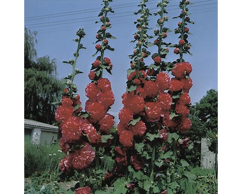 Stockros röd FLORASELF Alcea rosea Pleniflora 5-80cm co 0,5L