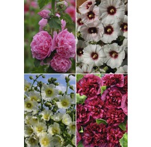 Stockros FLORASELF Alcea rosea 10-60cm Co 3L