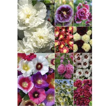 Stockros FLORASELF Alcea rosea 10-60cm Co 3L