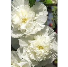 Stockros FLORASELF Alcea rosea 10-60cm Co 3L