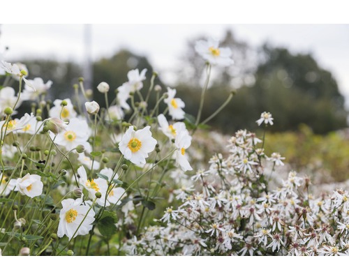 Höstanemon FLORASELF Anemone hupehensis var. japonica Honorie Jobert 5-40cm Co 0,5L Närbild av vitblommande höstanemoner i trädgården.