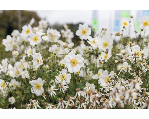 Närbild av japanska anemone i en trädgårdsbädd.