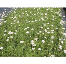 Trift Armeria maritima Alba 5-15cm co 0,5L
