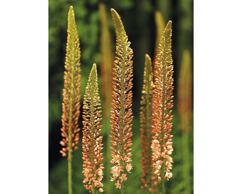 Flera laxrosa trädgårdsfacklor i trädgården