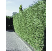 Grön häck som insynsskydd i trädgården.