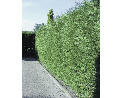 Grön häck som insynsskydd i trädgården.