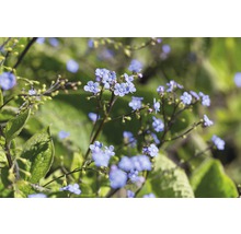 Kaukasisk förgätmigej FLORASELF Brunnera macrophylla 5-15cm co 0,5L