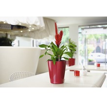 Inomhusväxt med röda blommor i kruka på ett bord