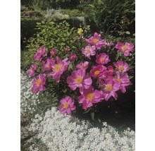 Tät silverarv FLORASELF Cerastium biebersteinii 5-15cm Co 0,5L