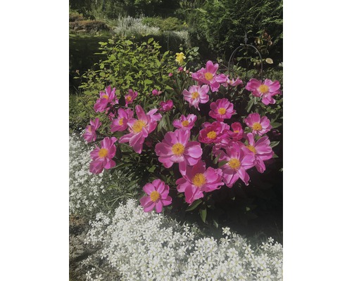 Rosa pioner och vita brudslöjeblommor i trädgården.