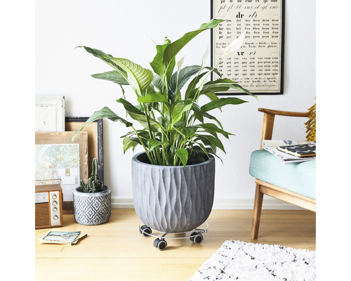 Fredskalla i räfflad blomkruka på växtrullbräda i vardagsrumsmiljö