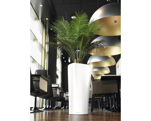 Rum med växt i vit planteringskruka