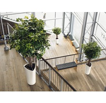 Självvattnande blomkruka LECHUZA Delta Ø40x75cm vit inkl. substrat