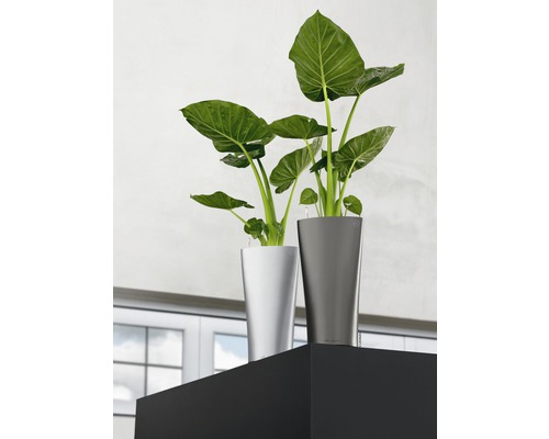 Två krukväxter i planteringskärl på en hylla